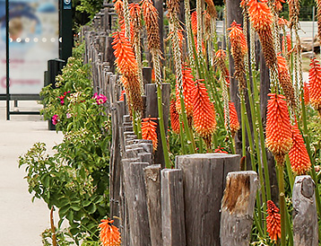 Saint-Herblain, la rue d'Aquitaine, une rue jardin