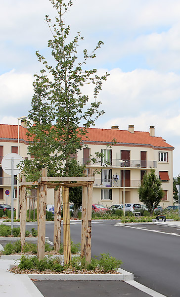 Gétigné, arbres d'alignement